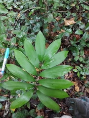 Zamia prasina