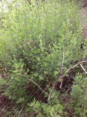 Forestiera pubescens pubescens