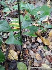Zamia prasina