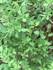 Forestiera pubescens pubescens