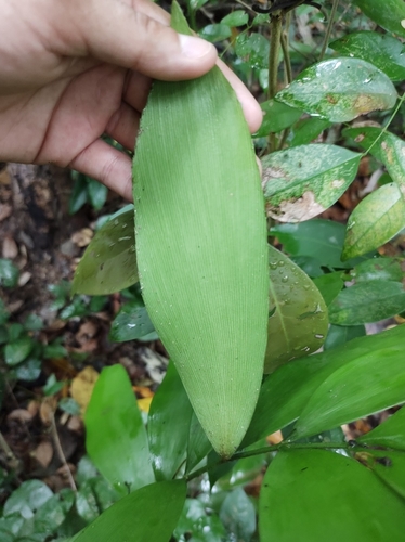 Image of Zamia prasina by (c) Diana Fuentes, some rights reserved (CC BY-SA)