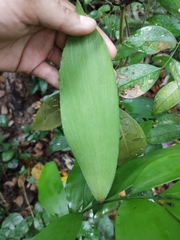 Zamia prasina