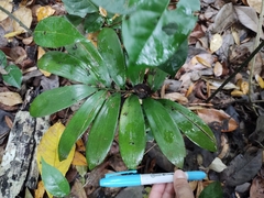 Zamia prasina