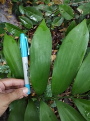 Zamia prasina