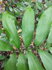 Zamia prasina