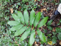 Zamia prasina