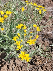 Crepis occidentalis