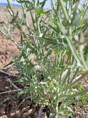Crepis occidentalis