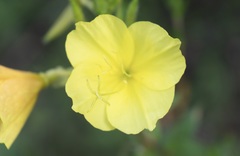 Oenothera heterophylla