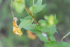 Oenothera heterophylla