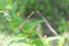 Oenothera heterophylla