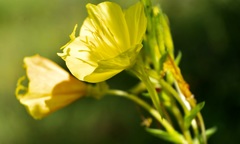 Oenothera heterophylla