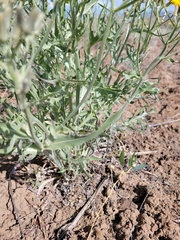 Crepis occidentalis