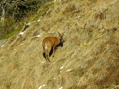 Hippocamelus bisulcus