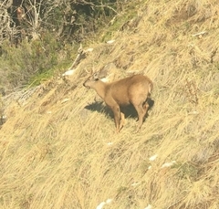 Hippocamelus bisulcus