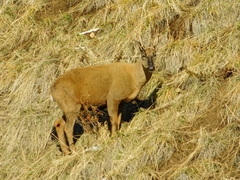 Hippocamelus bisulcus