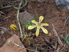 Triteleia ixioides