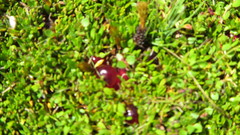 Coprosma atropurpurea