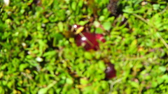 Coprosma atropurpurea