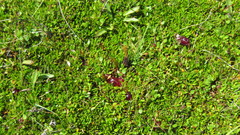 Coprosma atropurpurea
