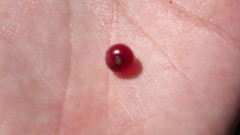 Coprosma atropurpurea