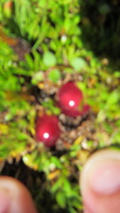 Coprosma atropurpurea