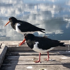 Haematopus longirostris