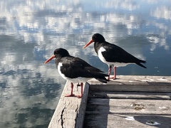 Haematopus longirostris