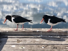 Haematopus longirostris