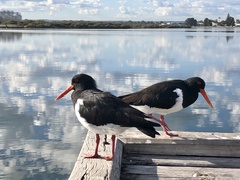 Haematopus longirostris