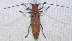 Saperda tridentata