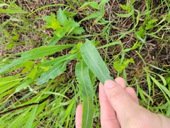 Echinacea angustifolia