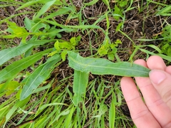 Echinacea angustifolia
