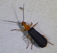Podabrus fayi