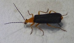 Podabrus fayi