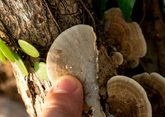 Nigroporus vinosus
