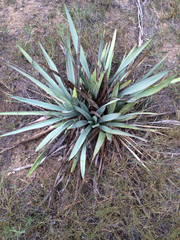 Yucca pallida