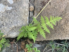 Cheiloplecton rigidum lanceolatum