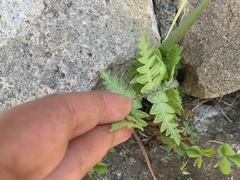 Cheiloplecton rigidum lanceolatum