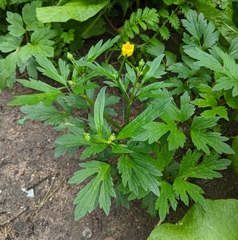 Ranunculus repens