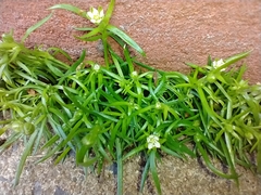 Sagina procumbens