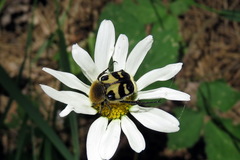 Trichius orientalis