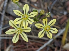 Triteleia ixioides