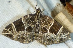 Gandaritis atricolorata