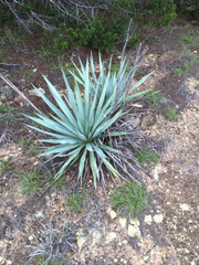 Yucca pallida