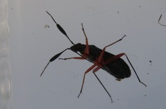 Teleorhinus cyaneus