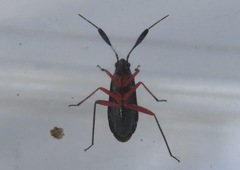 Teleorhinus cyaneus