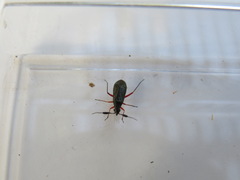 Teleorhinus cyaneus