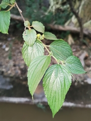 Colubrina triflora