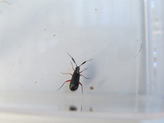 Teleorhinus cyaneus
